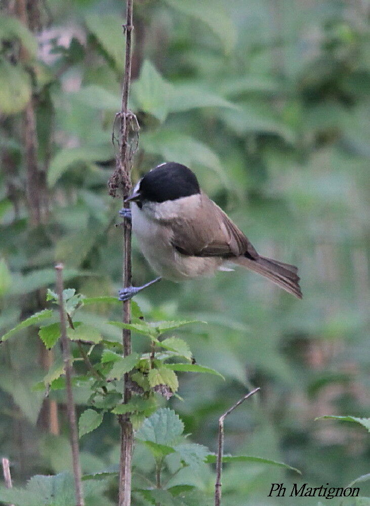 Marsh Tit