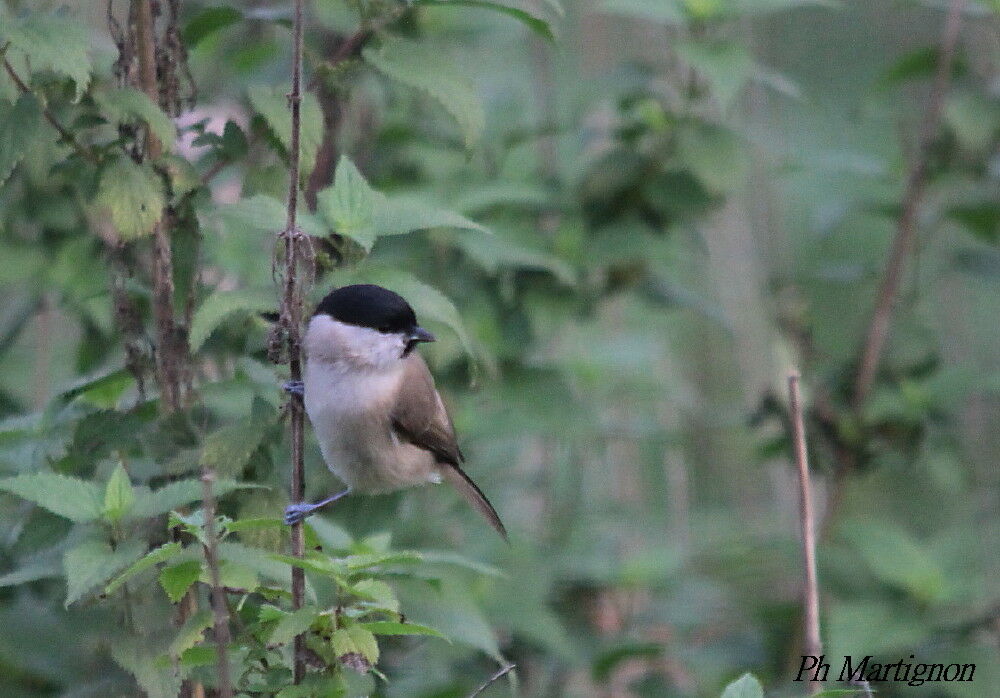 Marsh Tit