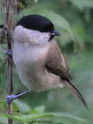 Marsh Tit