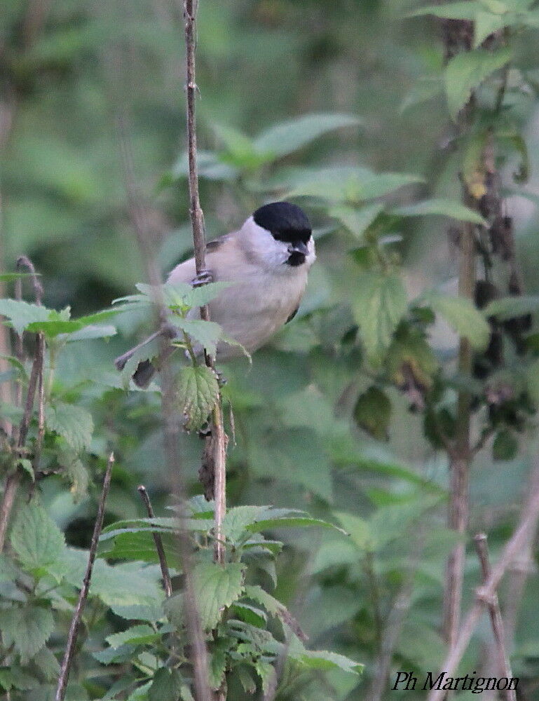 Marsh Tit