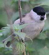 Marsh Tit