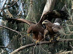 Yellow-billed Kite