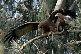 Yellow-billed Kite