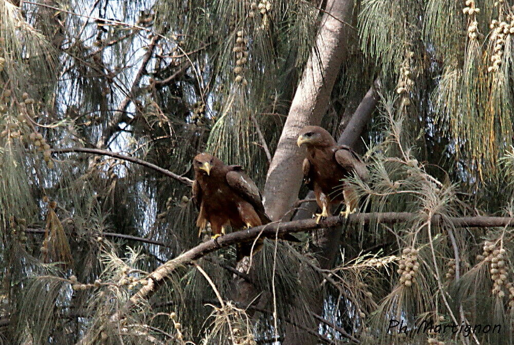 Yellow-billed Kiteadult, mating.