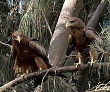 Yellow-billed Kite