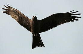 Yellow-billed Kite