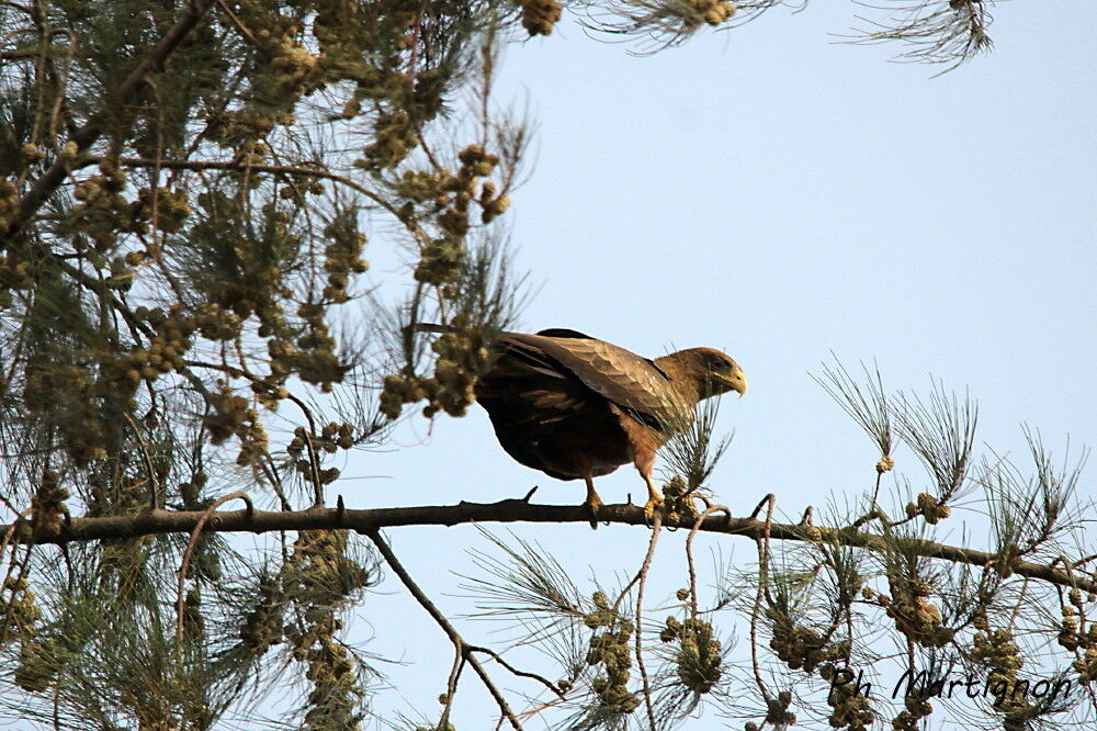 Yellow-billed Kite, identification