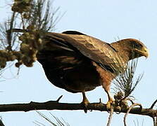 Yellow-billed Kite