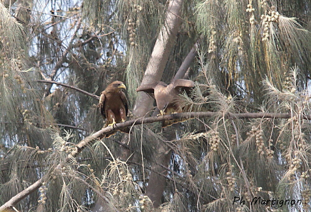 Yellow-billed Kiteadult