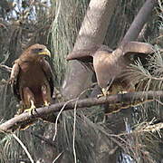 Yellow-billed Kite