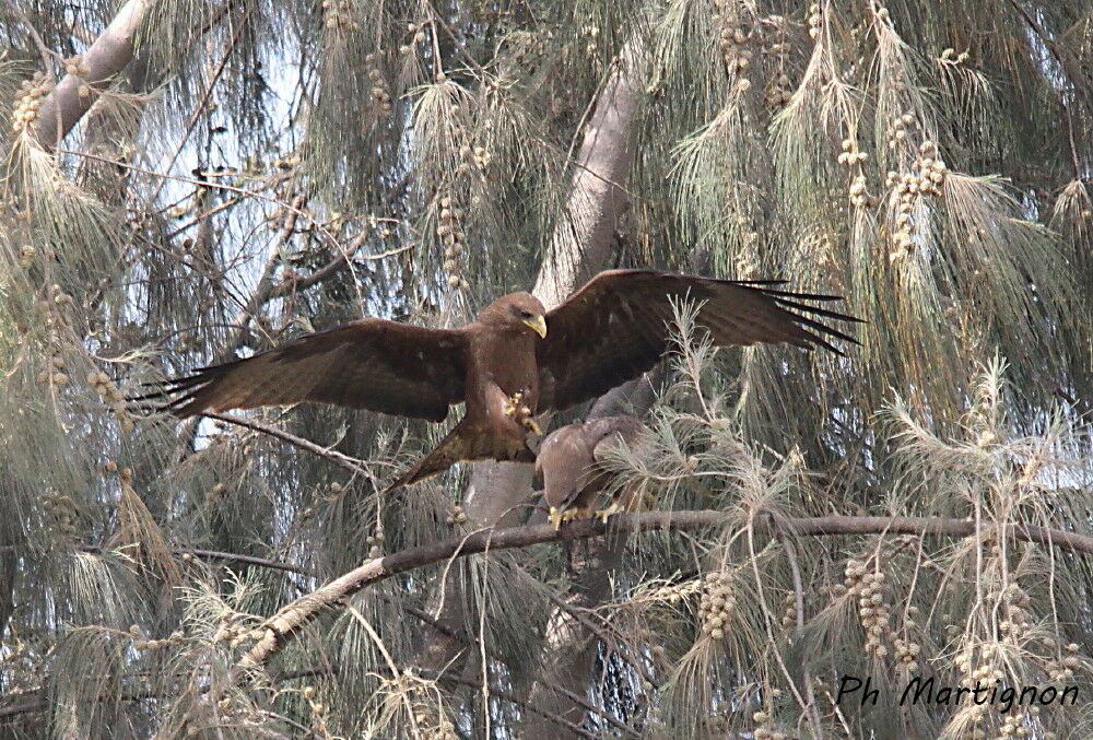 Yellow-billed Kiteadult, mating.