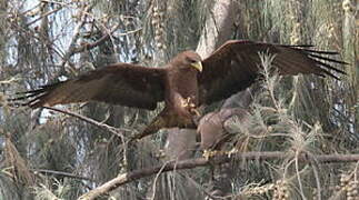 Yellow-billed Kite