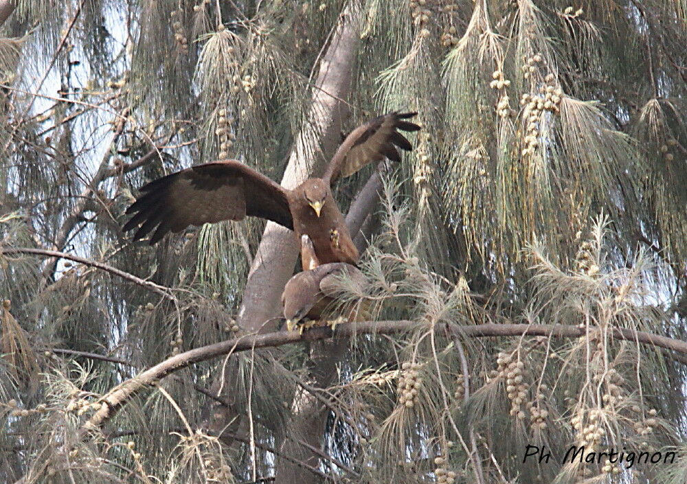 Yellow-billed Kiteadult, mating.