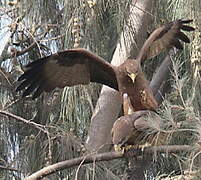 Yellow-billed Kite