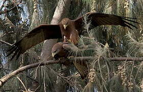 Yellow-billed Kite