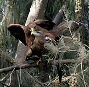 Yellow-billed Kite