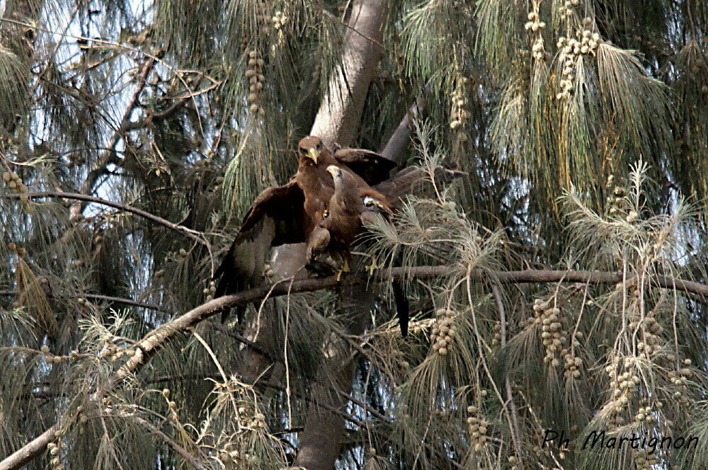 Yellow-billed Kiteadult, mating.