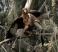 Yellow-billed Kite