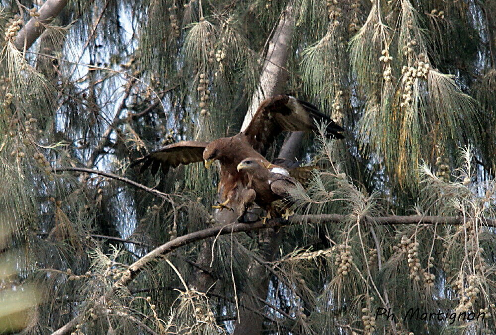 Yellow-billed Kiteadult, mating.