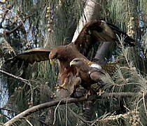 Yellow-billed Kite