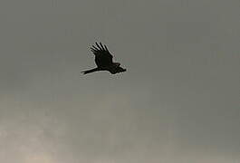 Black Kite