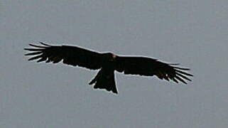 Black Kite