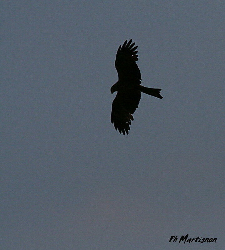 Black Kite