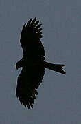 Black Kite