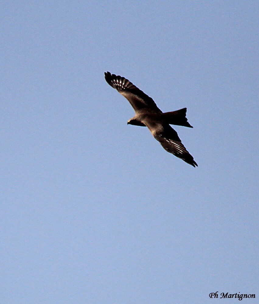 Black Kite