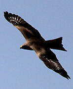 Black Kite