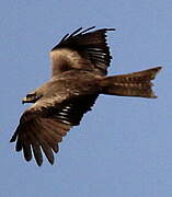 Black Kite