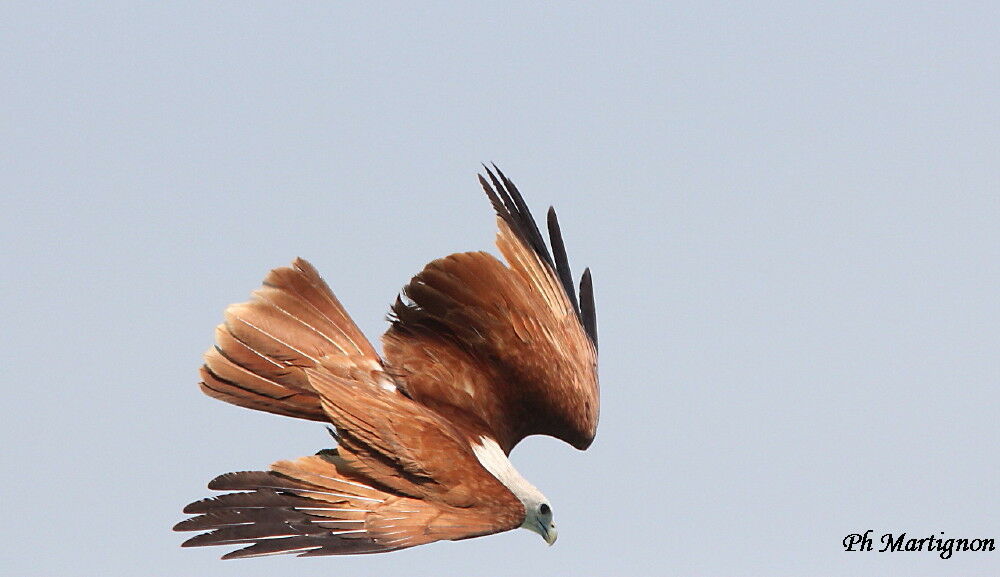 Brahminy Kite