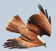 Brahminy Kite