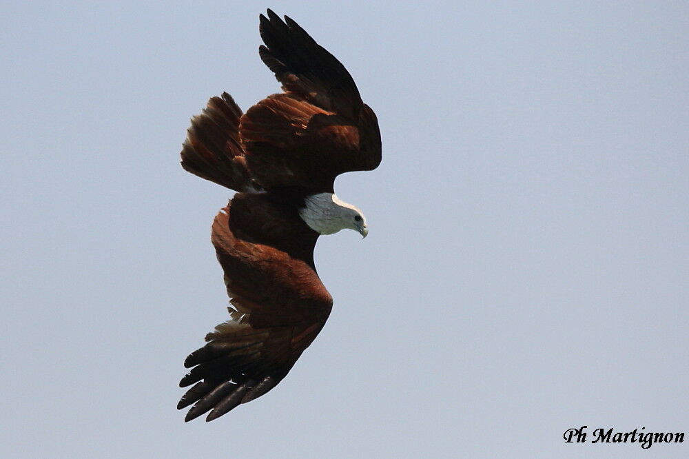 Brahminy Kite