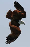 Brahminy Kite