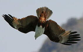 Brahminy Kite