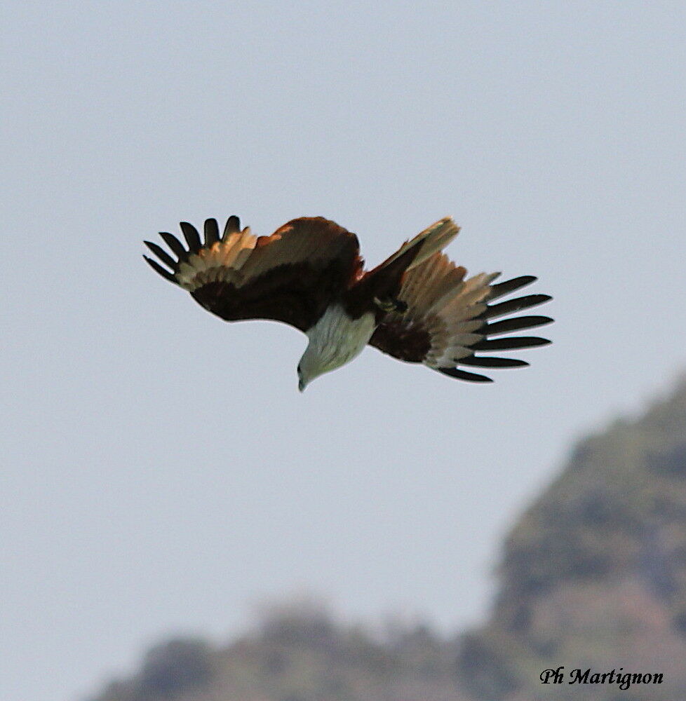 Brahminy Kite