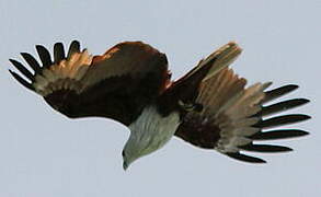 Brahminy Kite