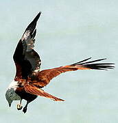 Brahminy Kite