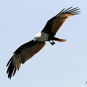 Brahminy Kite