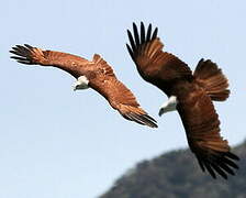 Brahminy Kite