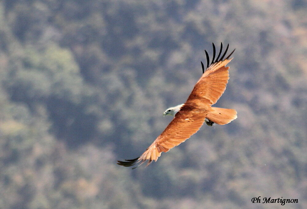 Brahminy Kite