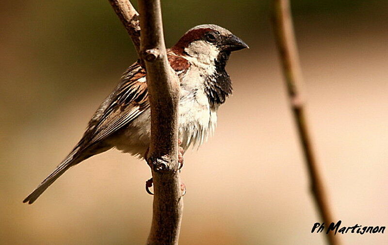 House Sparrow male