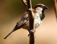 House Sparrow