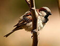 Moineau domestique