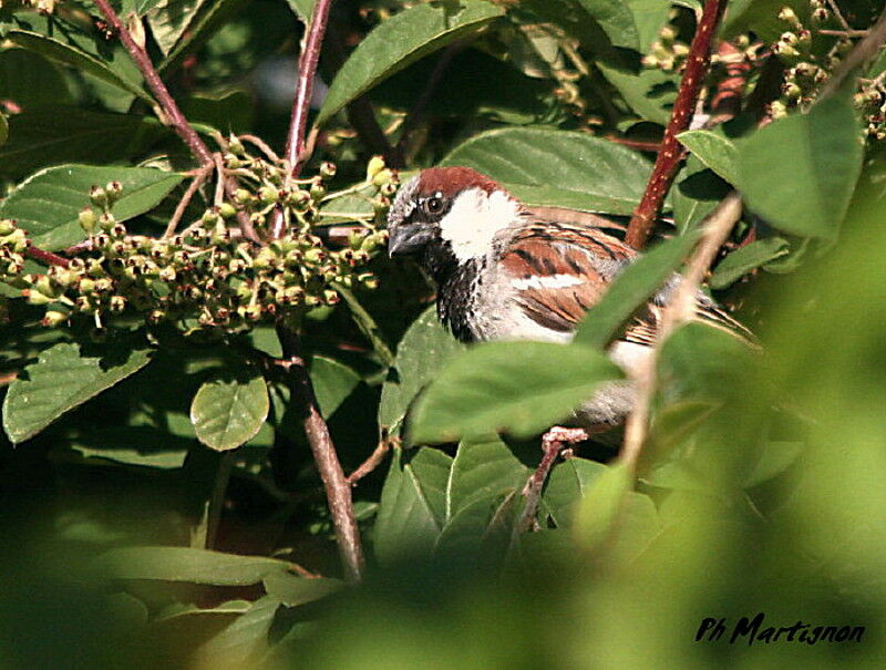 House Sparrow male