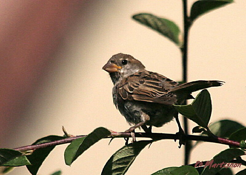 House Sparrow female