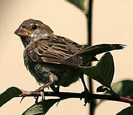 Moineau domestique