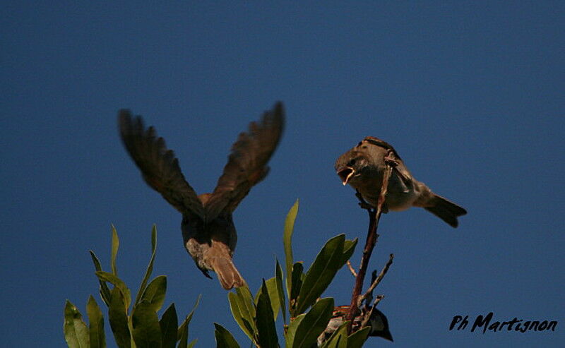 Moineau domestique