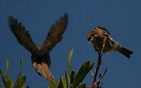 Moineau domestique